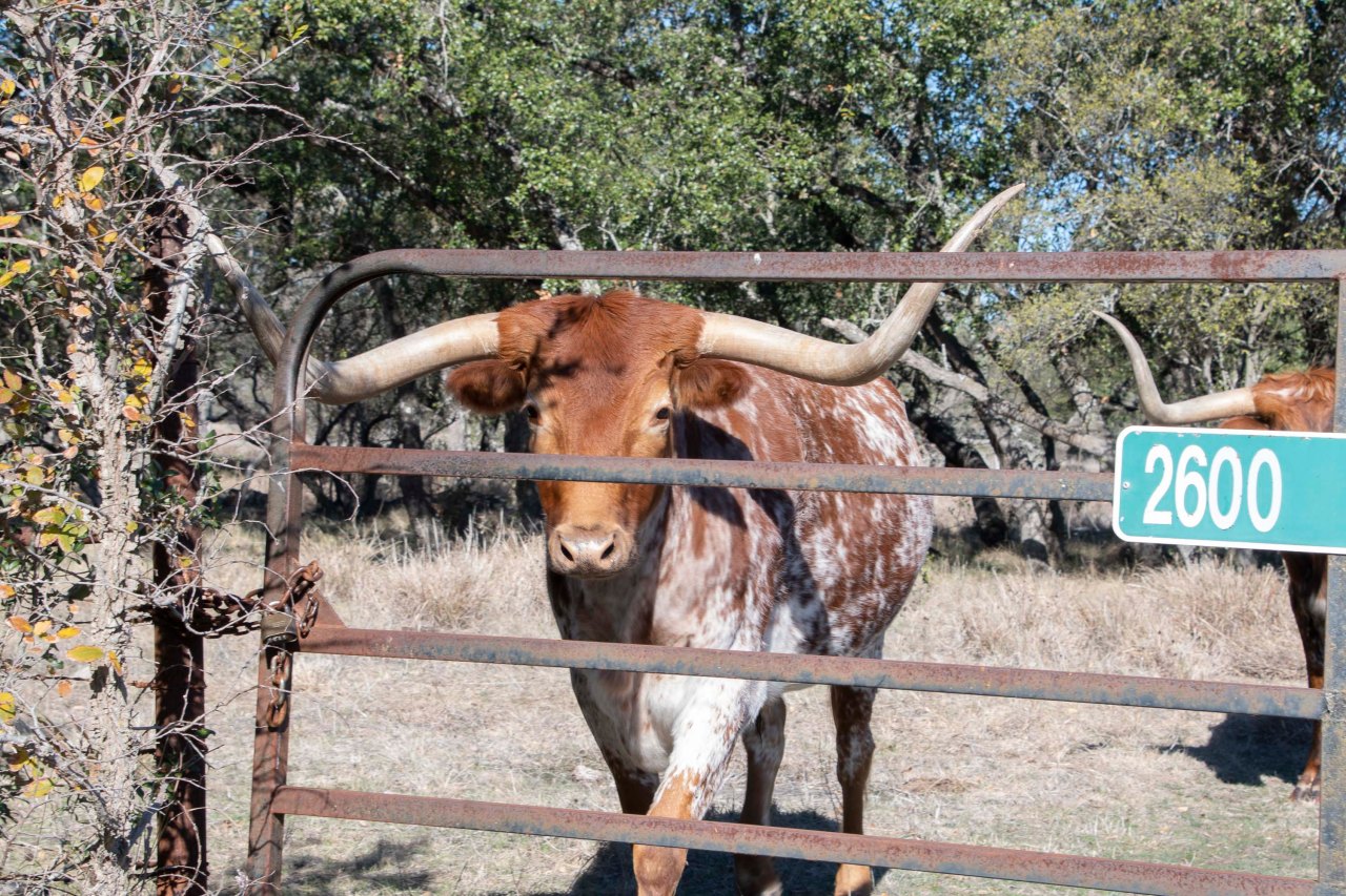 Location 6: San Antonio,&nbsp;Texas