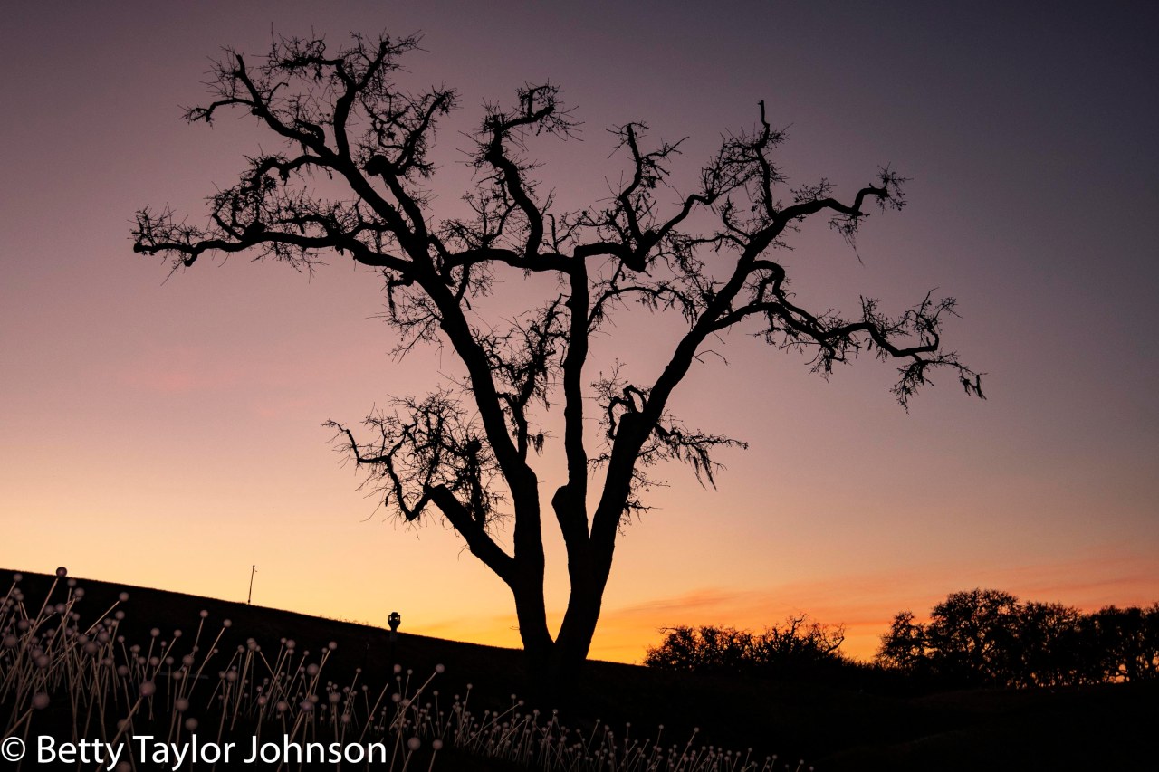 Location 14: Paso Robles,&nbsp;California