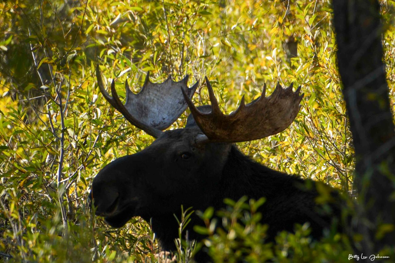 Destination: Jackson Hole,&nbsp;Wyoming